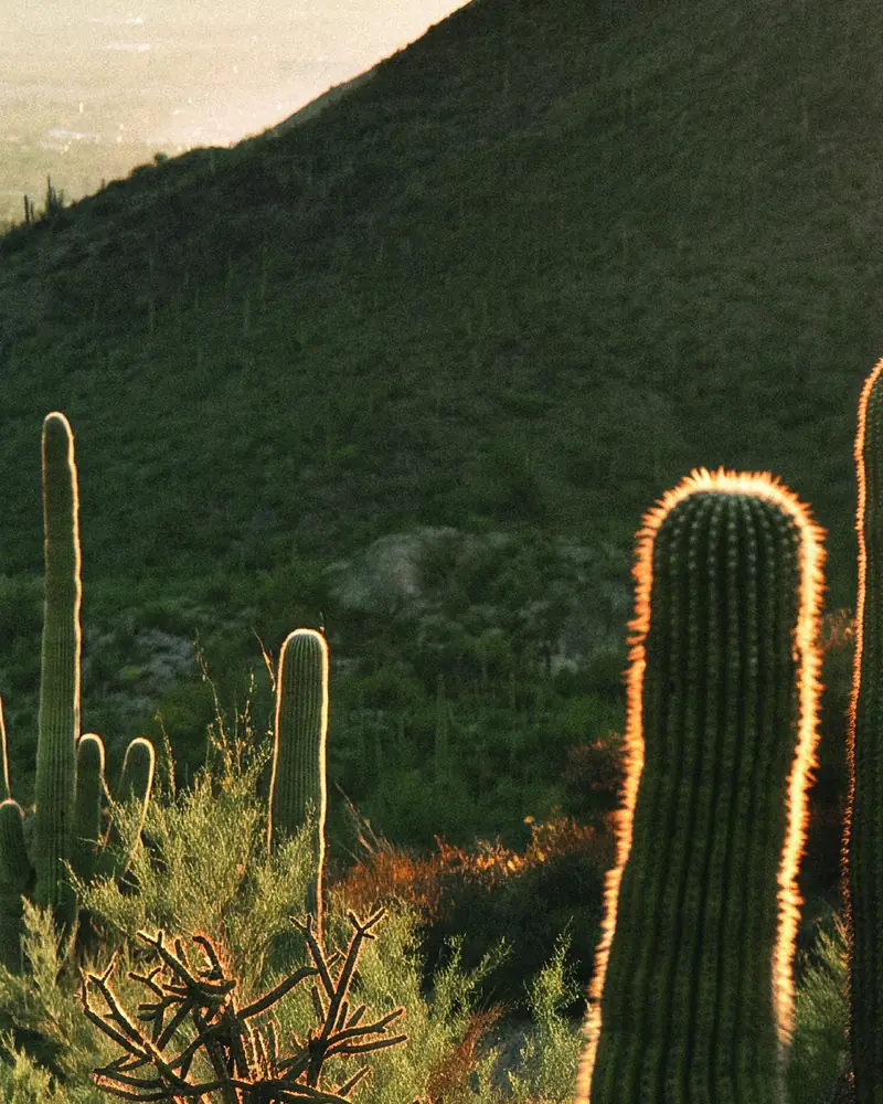Backlit saguaro cacti on a desert hillside